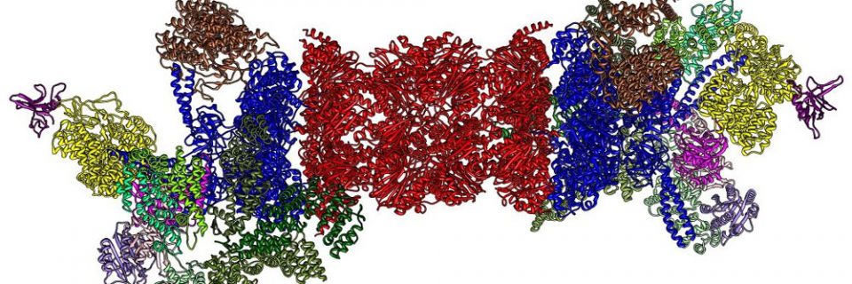 proteasome